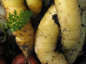 A real favourite of mine; 'Yellowstone' carrots.