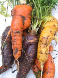 Huge and far from perfectly shaped, but some of these carrots weigh in at 1.1/4 lbs! Perfect for roasting, for soups, cakes and purees.