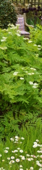 Sweet Cicely in full bloom